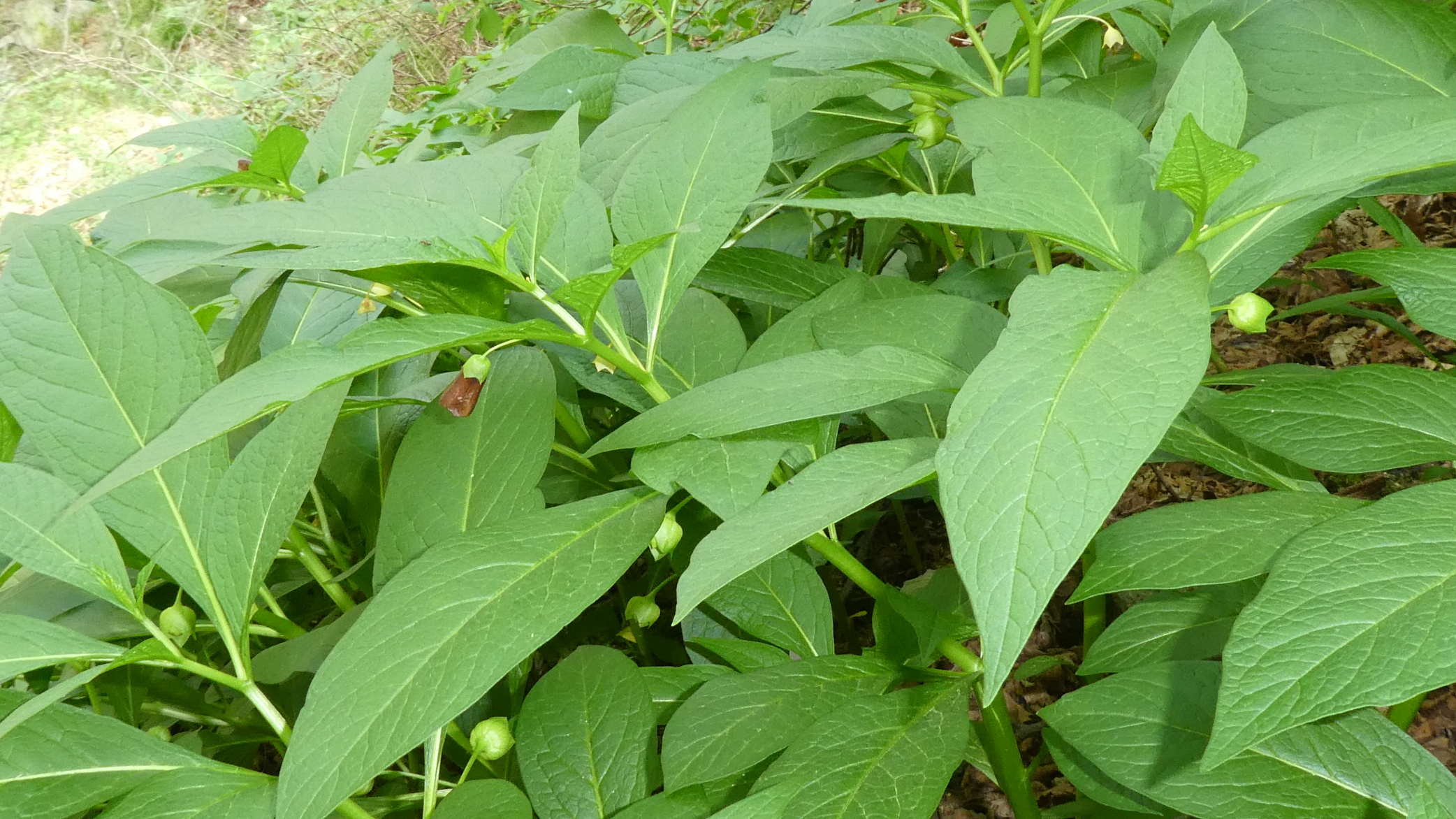 Scopolia carniolica / Scopolia della Carniola